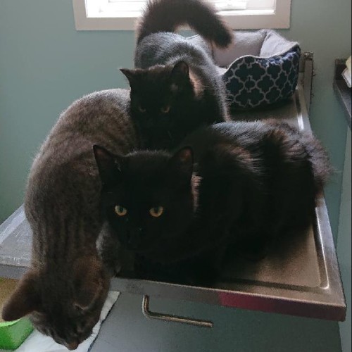 A group of cats on a tray