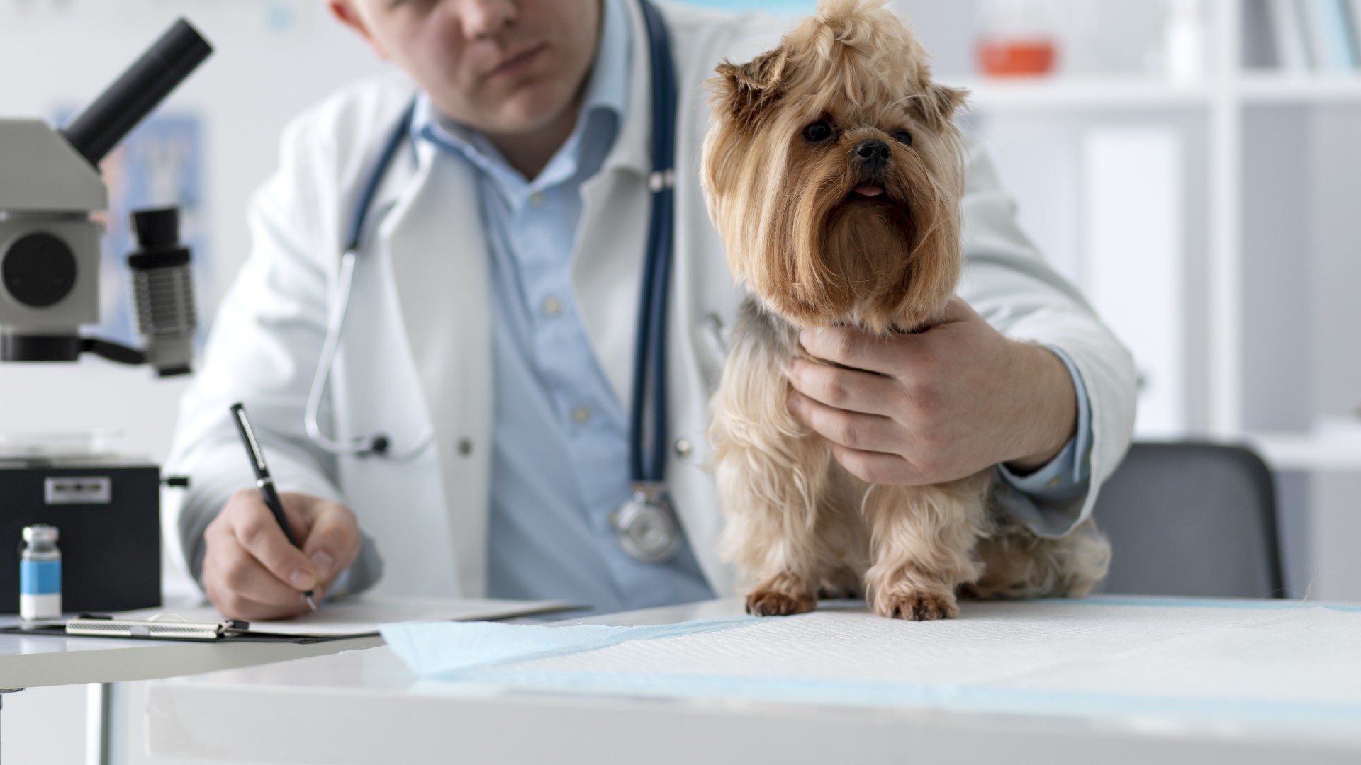 Veterinarian In Dauphin, MB R7N 1E1 | Uptown Pet Clinic