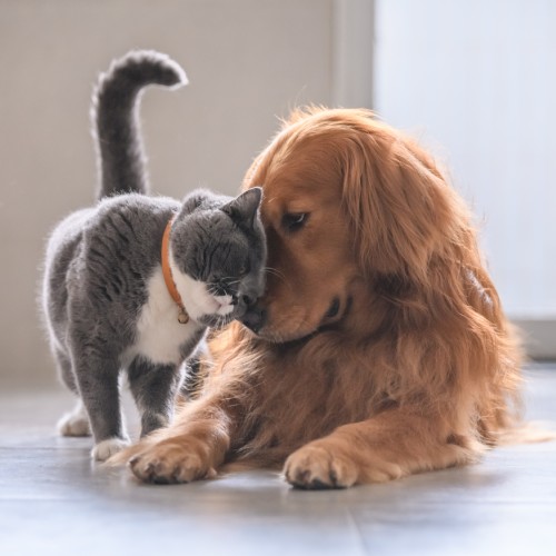 Cat and dog touching their head