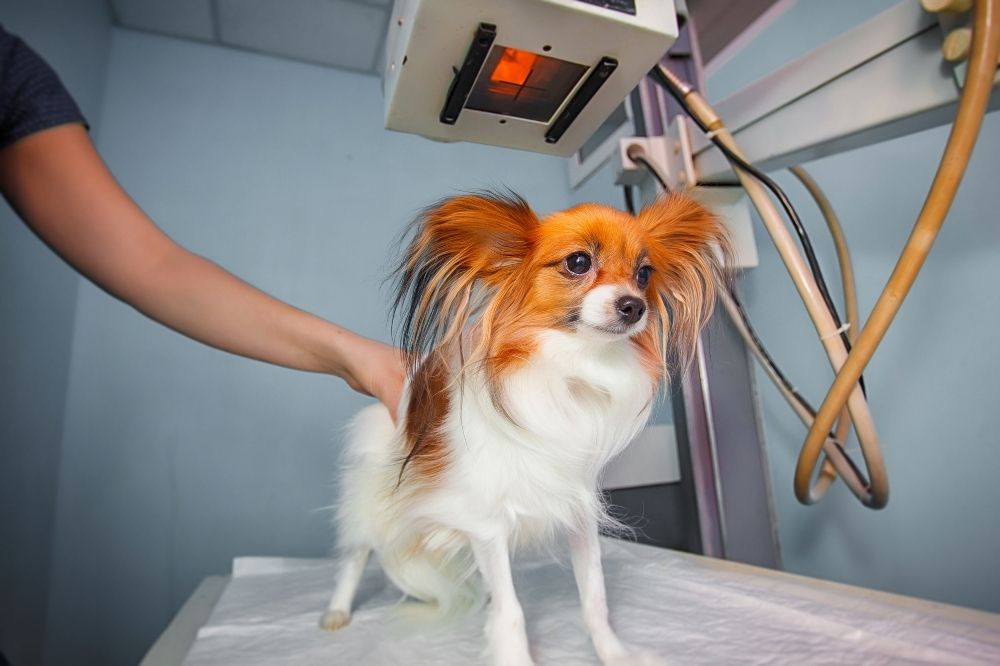 Vet performing X-ray on dog