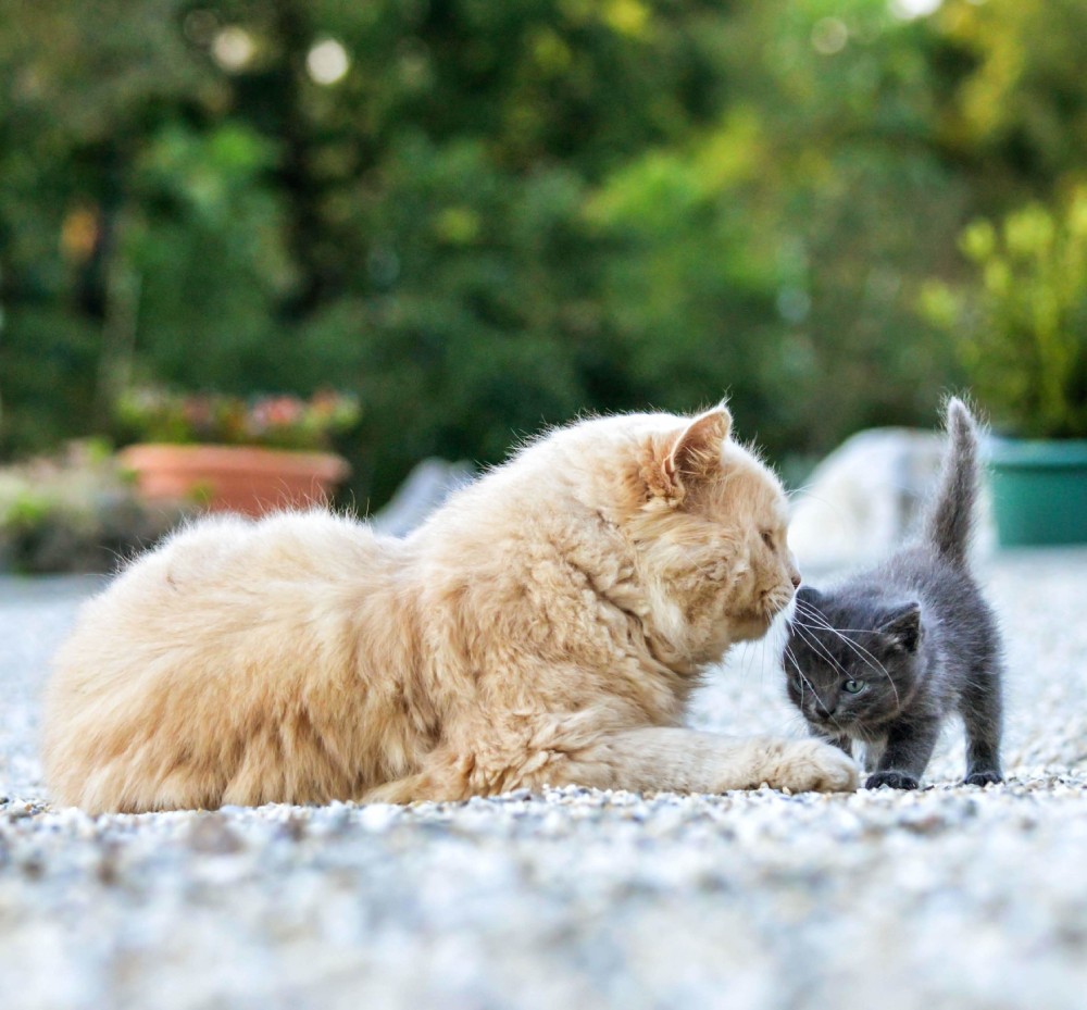 Two cats playing on gravel