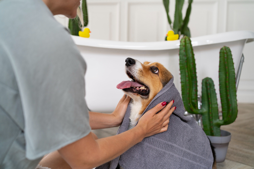 a person washing a dog