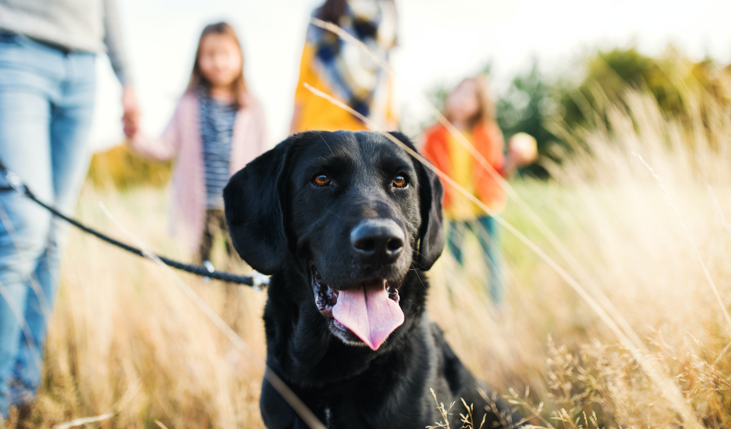 Veterinary Hospital In Dauphin, MB Uptown Pet Clinic